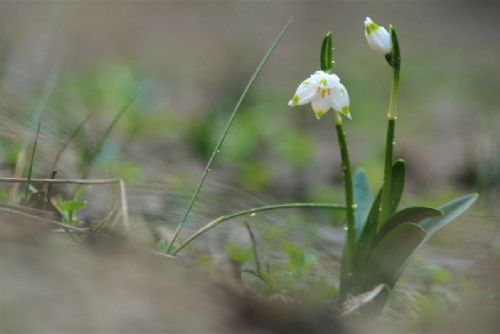 Obrázek - 